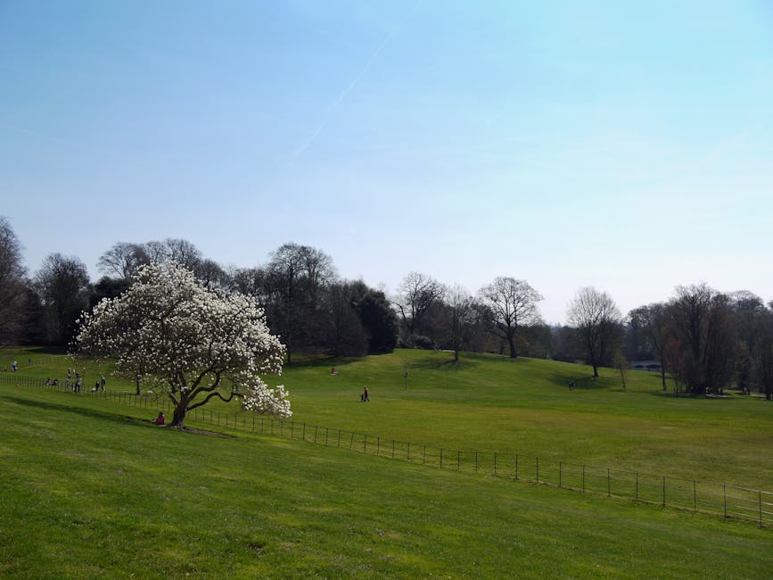 A broad view of Hampstead Heath showing a gently sloping grassy landscape with a solitary tree in bloom, covered in white flowers, positioned on the left side of the image. In the background, there ar