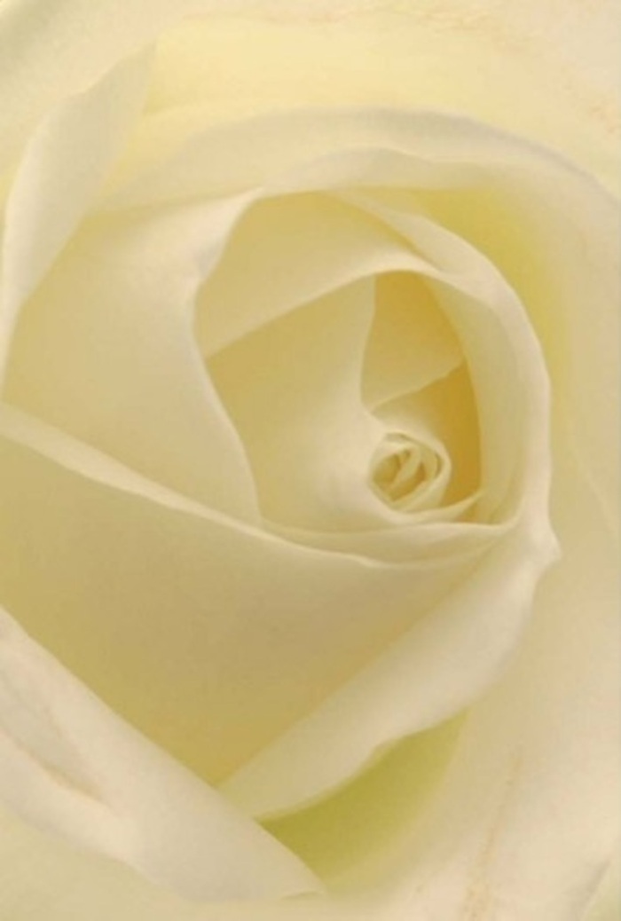 Draw closer to this classic white rose, and you are swept up by the interplay of sheer softness and refined layering that defines each petal. The composition exudes an air of sophisticated tranquility, with whites and creams blending seamlessly-each shade reflecting the filtered daylight that bathes Belsize Park in a gentle glow. The spiral at the rose's core is striking in its near-perspective perfection, symbolizing both purity and quiet resilience. As a local florist serving the Belsize Park community, I recognize this bloom as an ideal offering for life's most heartfelt occasions-from romantic gestures along England's Lane to sincere apologies and elegant wedding centrepieces set in St John's Wood. The subtleties of colour and shadow heighten its natural elegance, each nuance elevating an already flawless form. To inhale its faint, clean scent is to invoke the serenity and grace that define this neighborhood. The rose's unspoken message is always appropriate, expressing the full spectrum of emotion with artistry and care rooted in the traditions of NW3's flourishing gardens.